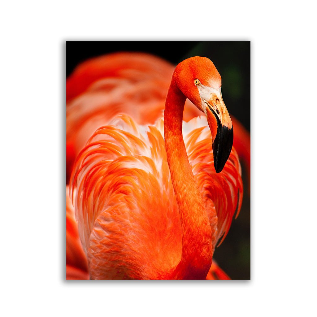 "Flamingo"  - Affengeile Bilder