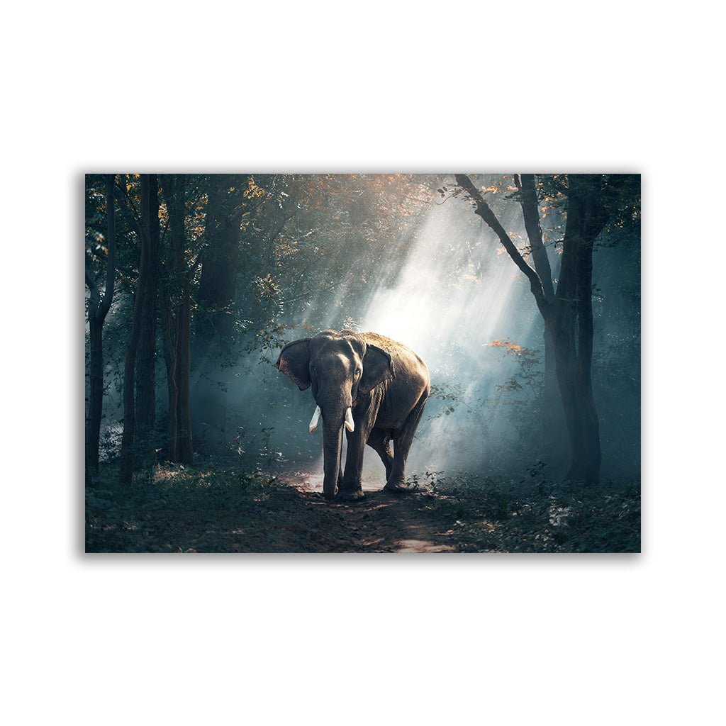 "Lonely Elephant" - Affengeile Bilder