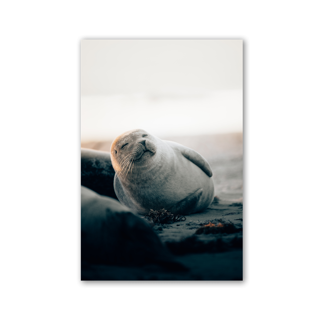 Smiling Seal Beach by Philipp Pilz - Affengeile Bilder