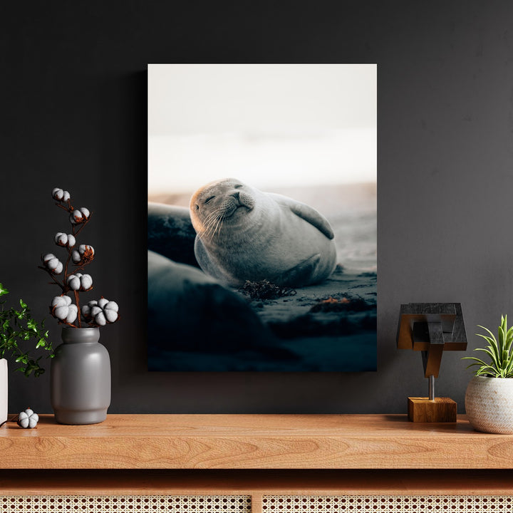 Smiling Seal Beach by Philipp Pilz - Affengeile Bilder