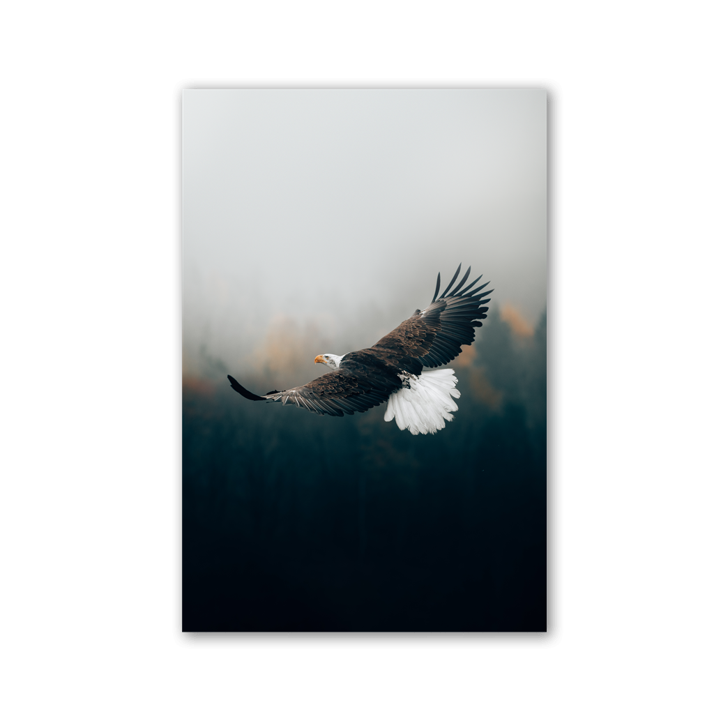 Majestic Eagle Gliding by Philipp Pilz - Affengeile Bilder