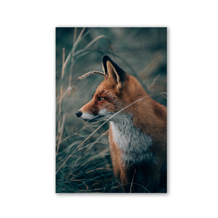Fox in the Tall Grass by Philipp Pilz - Affengeile Bilder