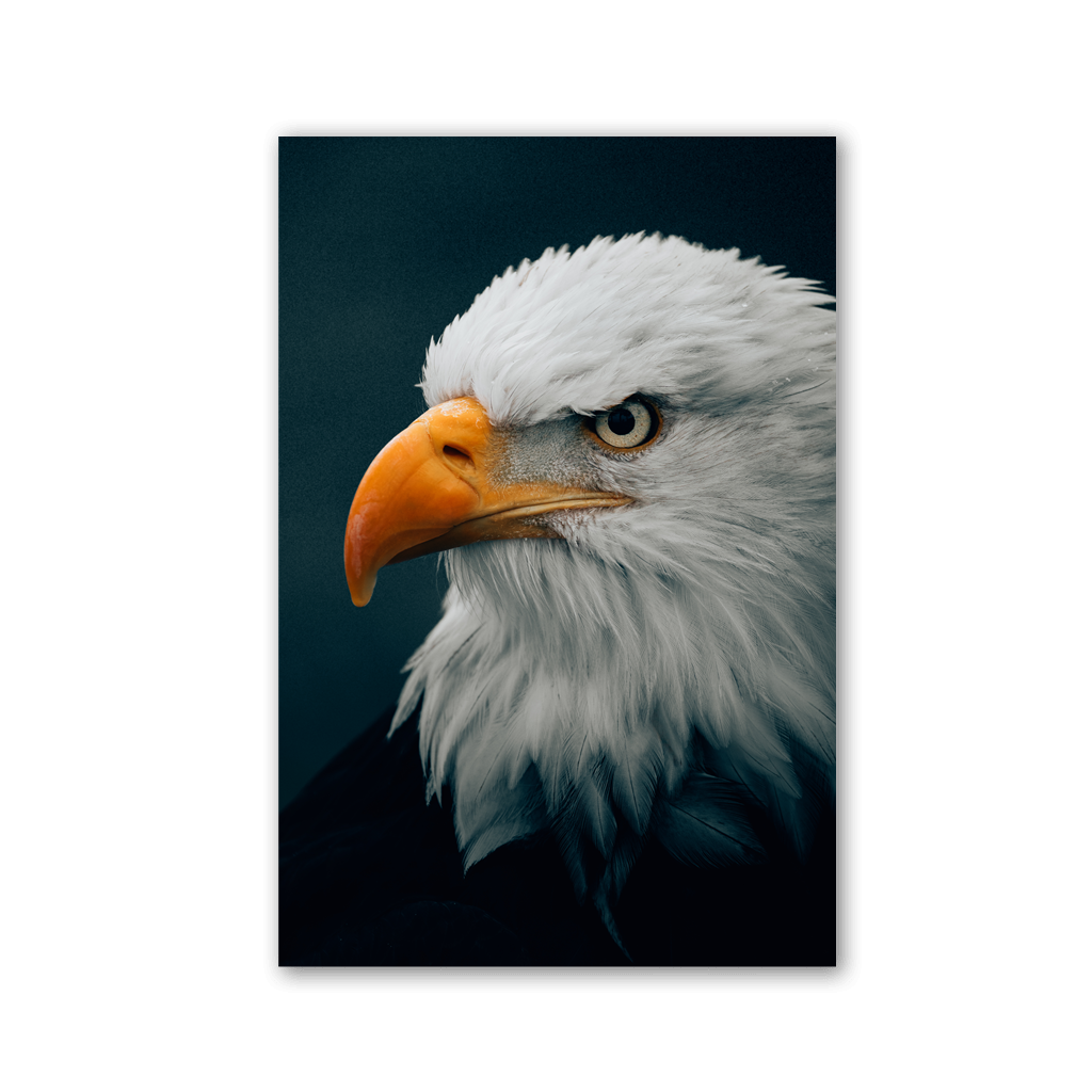 Bald Eagle Piercing Gaze by Philipp Pilz - Affengeile Bilder