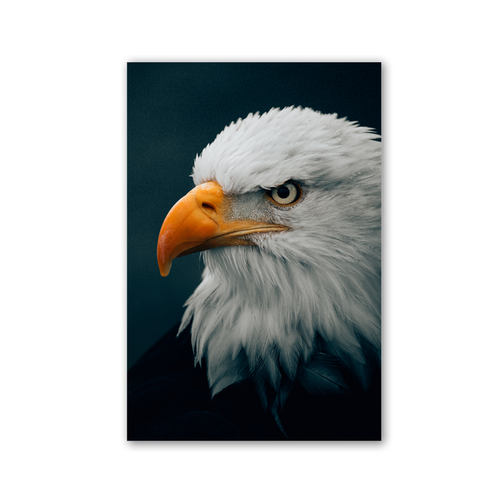 Bald Eagle Piercing Gaze by Philipp Pilz - Affengeile Bilder