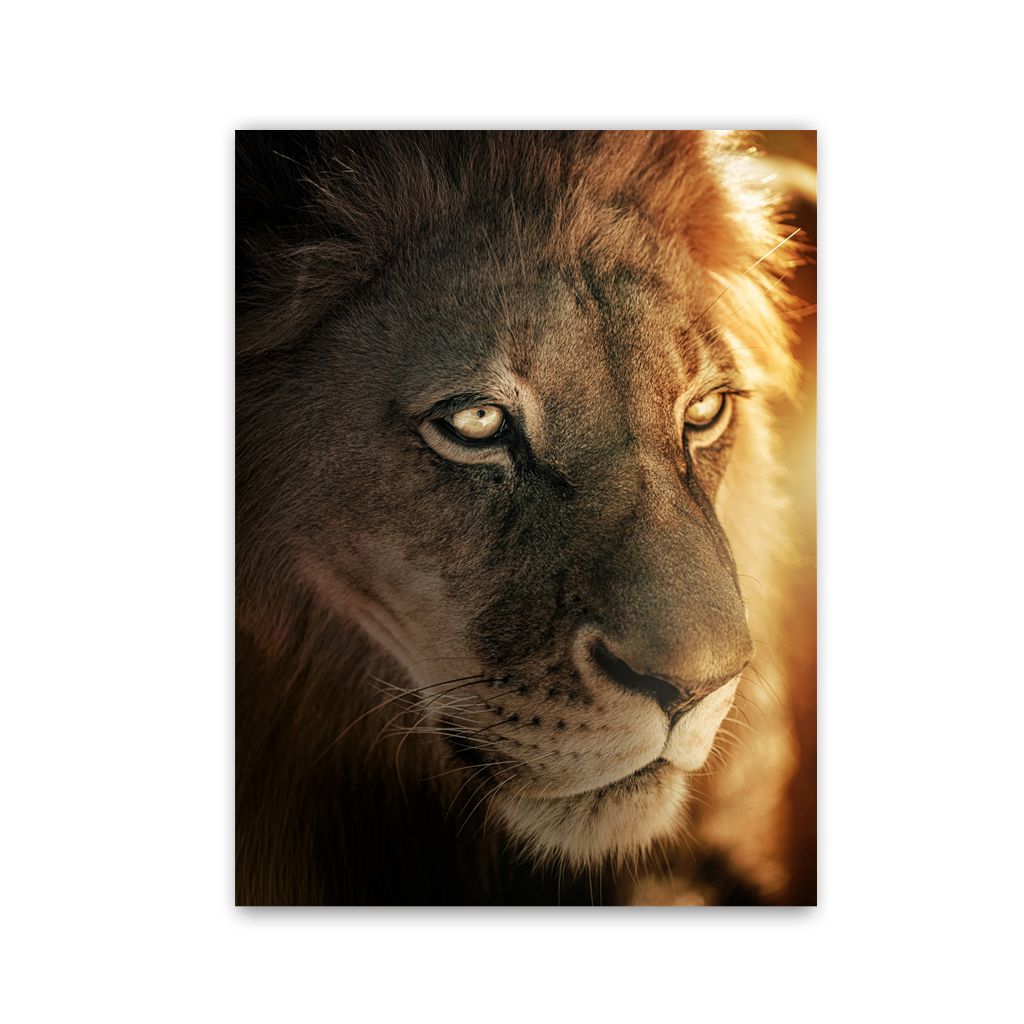 Golden Glow Lion by Zenzdesign - Affengeile Bilder
