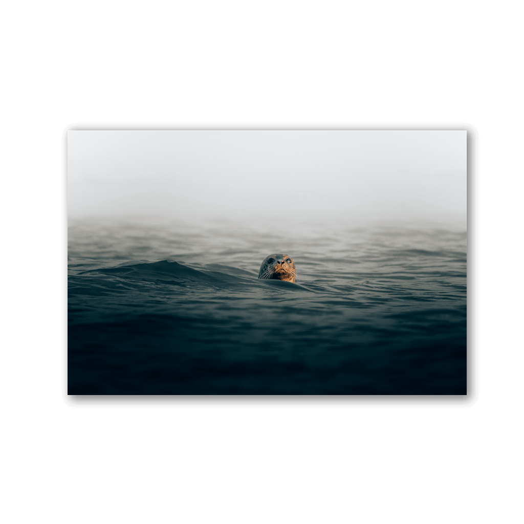 Curious Ocean Seal by Philipp Pilz - Affengeile Bilder