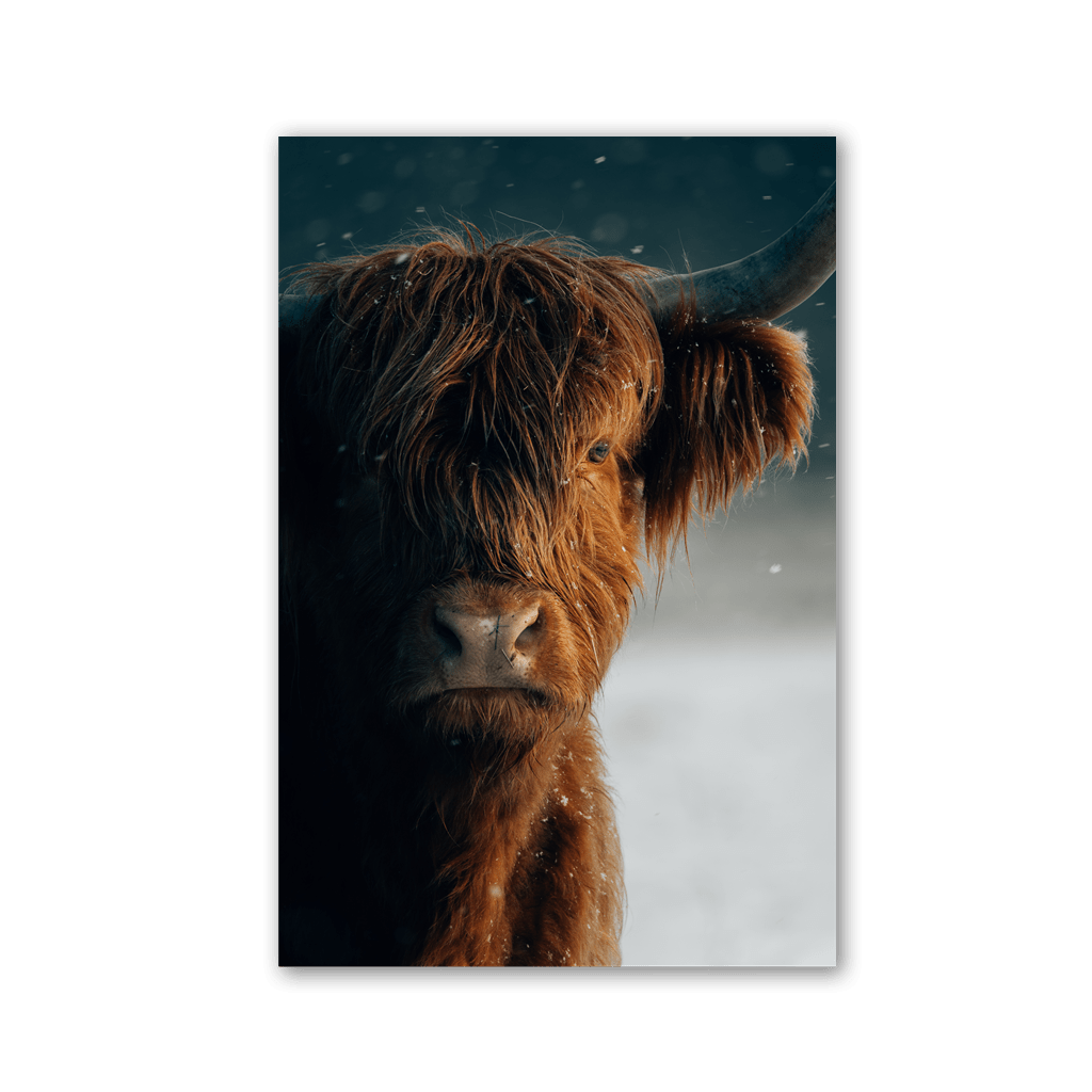 Highland Cattle in Falling Snow by Philipp Pilz - Affengeile Bilder