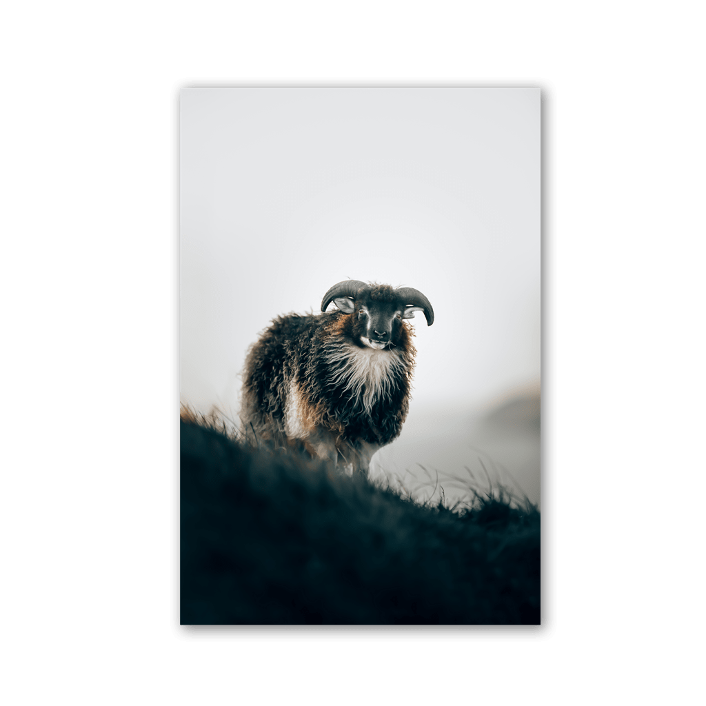 Horned Sheep on Mist Ridge by Philipp Pilz - Affengeile Bilder