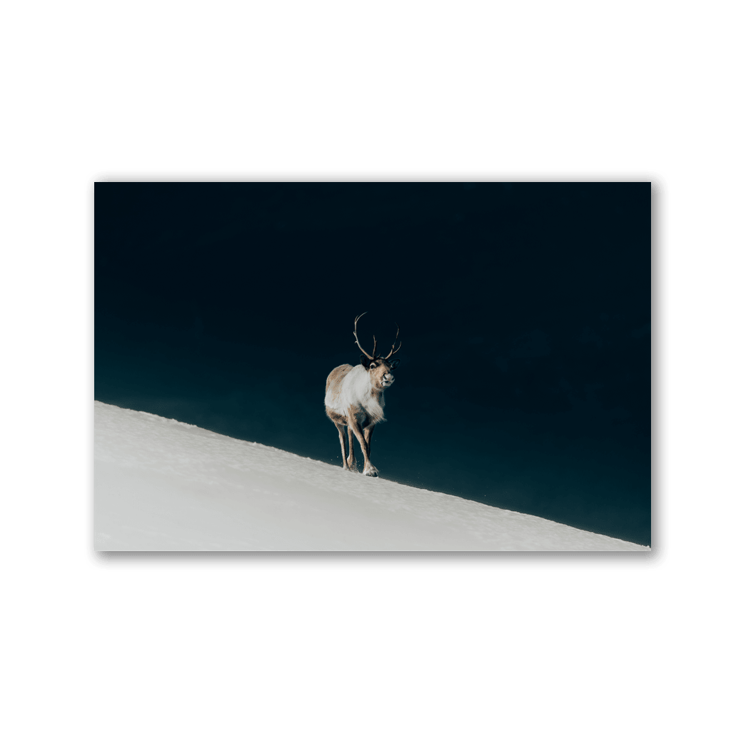 Lone Reindeer on Snow Ridge by Philipp Pilz - Affengeile Bilder