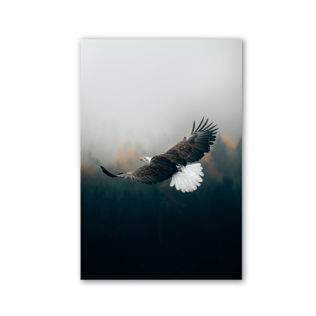Majestic Eagle Gliding by Philipp Pilz - Affengeile Bilder