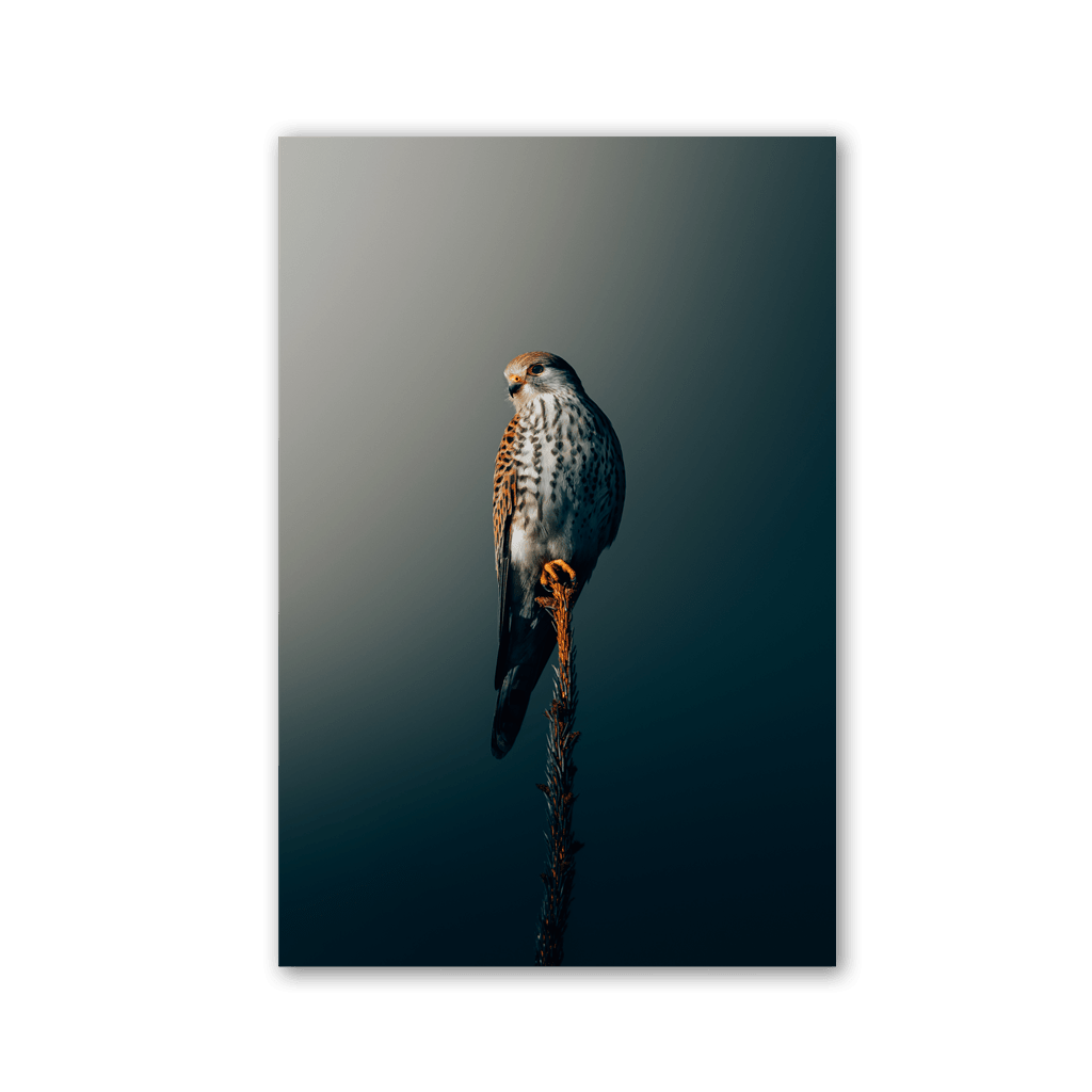 Perched Kestrel Silhouette by Philipp Pilz - Affengeile Bilder