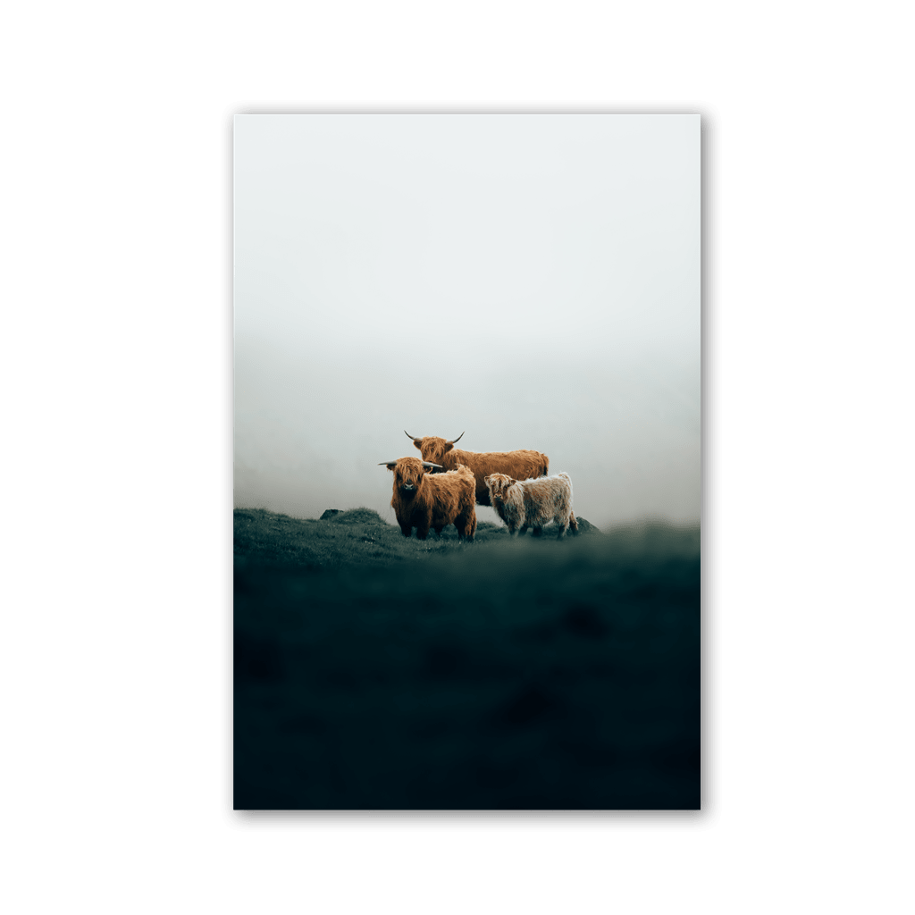 Scottish Highland Trio by Philipp Pilz - Affengeile Bilder