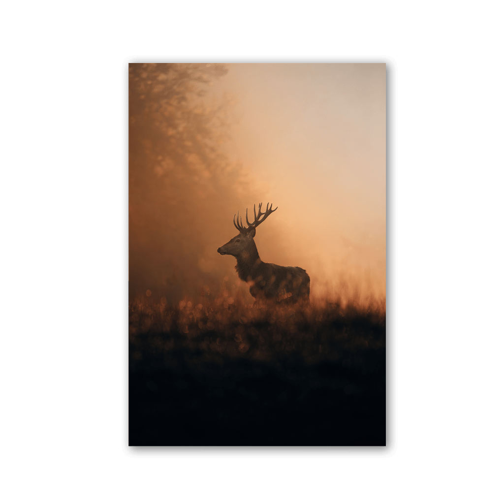 Stag in Golden Dawn by Philipp Pilz - Affengeile Bilder