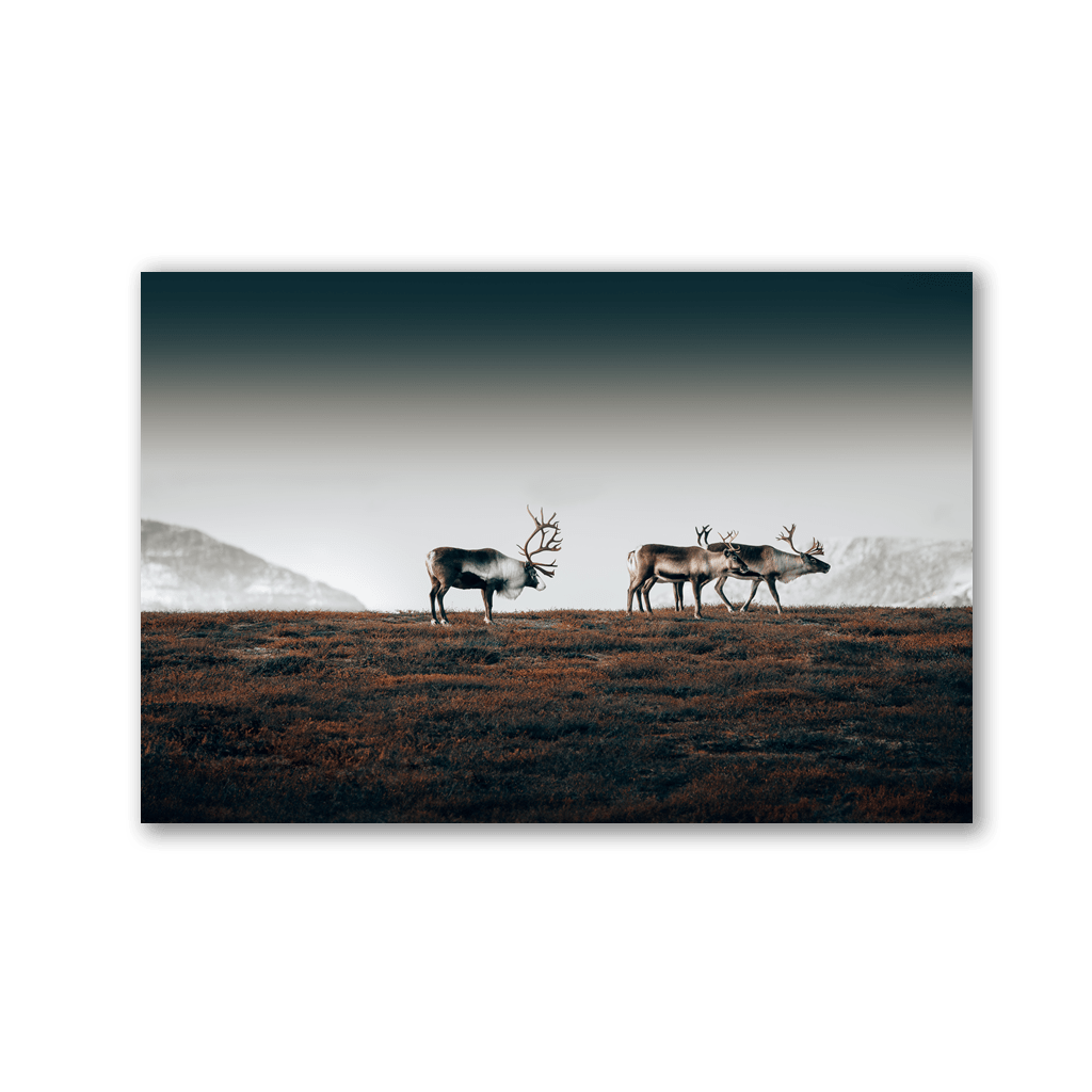 Tundra Reindeer Herd by Philipp Pilz - Affengeile Bilder