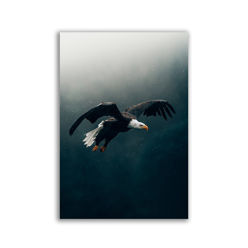 Flying Eagle by Philipp Pilz